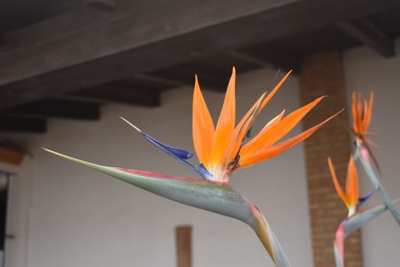 Solerantonio2 en Hamelin: Flora  (Avenida del Mediterráneo), Ave del paraiso