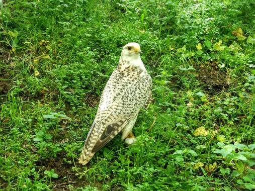 olaya96fg en Hamelin: Fauna  (Santillana del Mar), Falco rupicoloides A.Smith, 1829, #Aves21