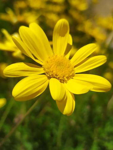Mcjarama en Hamelin: Flora  (Benidorm), #flora21 