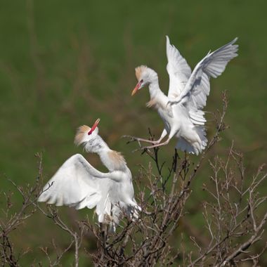 Ignicapillus en Hamelin: Fauna  (Les Masies de Voltregà), Bubulcus ibis (Linnaeus, 1758), Garcillas bueyeras discutiendo

La garcilla bueyera se encuentra ...