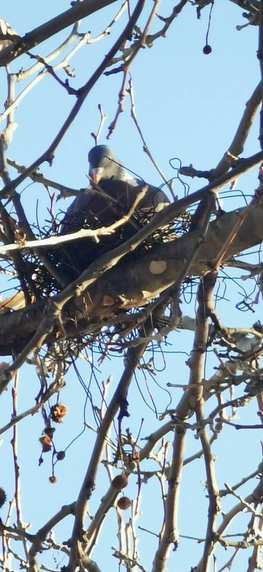 Codice722 en Hamelin: Fauna  (Granada), Columba palumbus Linnaeus, 1758, #Aves21 paloma torcaz sobre nido.