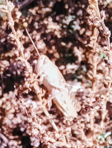 Solerantonio2 en Hamelin: Fauna  (Níjar), Grillo grande insecto