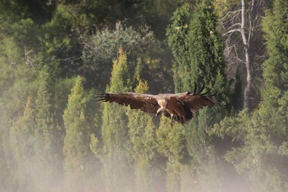 Kotesans en Hamelin: Fauna, #aves21 