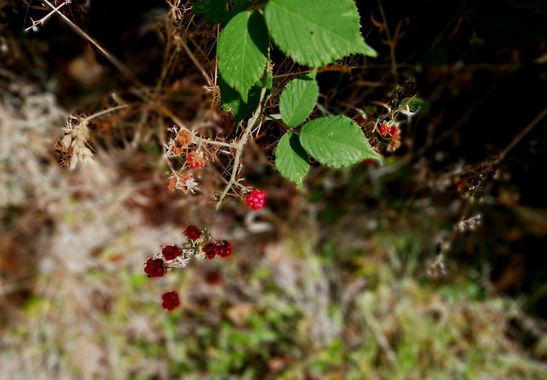 Carmen  en Hamelin: Flora, #planta 