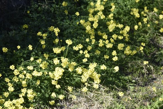 Solerantonio2 en Hamelin: Flora  (Gérgal), Oxalis pes-caprae, Planta de vinagreras