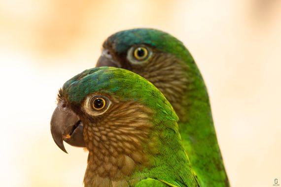 Munuanu en Hamelin: Fauna  (Lorica), Cotorras observadoras