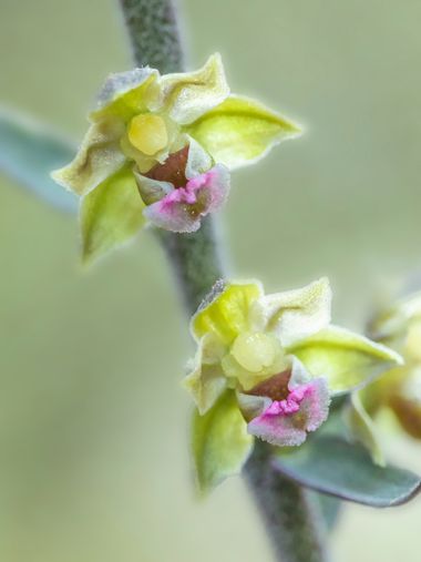 Juanfra.1791 en Hamelin: Flora  (María), Epipactis kleinii