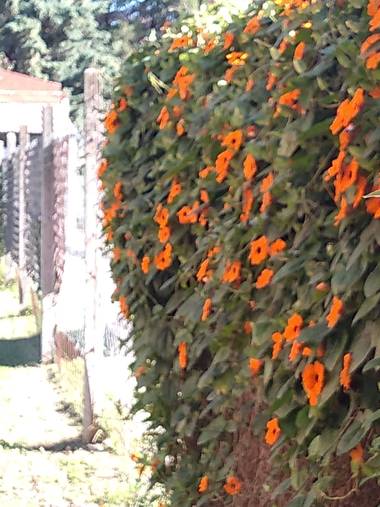 GrachuV. en Hamelin: Flora, Thunbergia alata, Maravillosamente bellas...