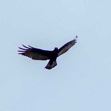 danielhincapie230979 en Hamelin: Fauna  (Copacabana), Buteo albonotatus Kaup, 1847, #naturaleza #wildlife #nature #faunadecolombia #fauna #colombia #biodiv...