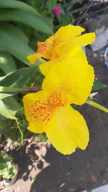 Adryy en Hamelin: Flora, Canna indica