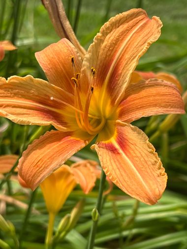 Eudimer20 en Hamelin: Flora, #arboles #arbustos #flower #plants #flores 