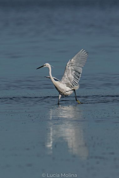 Lucía Molina  en Hamelin: Fauna  (Cartagena), Egretta garzetta (Linnaeus, 1766), #avesdeespaña #naturaleza #aves 
