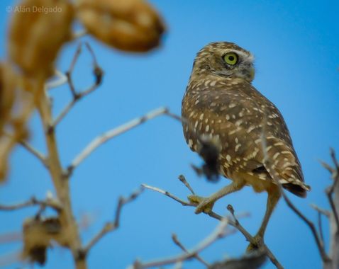Aljoqude en Hamelin: Fauna  (Ascensión), Athene cunicularia (Molina, 1782), #Tecolote llanero es una especie de ave #estrigiforme de la familia #Strigidae....