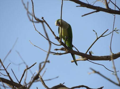 Solerantonio2 en Hamelin: Fauna  (Almería), Myiopsitta monachus (Boddaert, 1783), Cotorra argentina