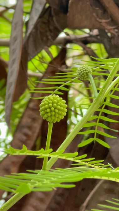 claudiasanchez62 en Hamelin: Fauna  (Medellín),  es una especie arbórea del género Leucaena de la familia de las leguminosas o fabáceas. #plantas 