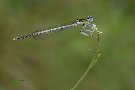 isidorogomez53 en Hamelin: Fauna  (BV-1501), Caballito del  diablo  tipico del  rio  Llobregat

#apfb
#isifotografia 
#insectosdeespaña 
#insectosdecataluñ...