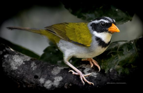 juanandrescardona01 en Hamelin: Fauna  (Cocorná), Arremón piquinaranja 🧡🤍🖤🐧
#bird #birding #birdphotography #birdsofinstagram #birdlovers #birds_captur...