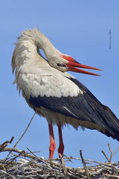 Arturo.camposmuro en Hamelin: Fauna  (Vitoria), Ciconia ciconia (Linnaeus, 1758), Cigüeña blanca crotoreando #ciconia #ciconiaciconia #cigueña #cigueñablan...