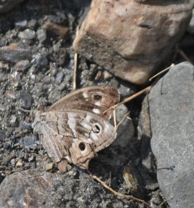 Solerantonio2 en Hamelin: Fauna  (Gérgal), Insecto
