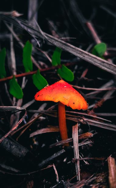 AristydesCrúz502 en Hamelin: Observación, #hongos 