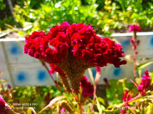 pastoressd en Hamelin: Flora  (Rivera), Celosia argentea, Flores en Riverita - Huila, Colombia