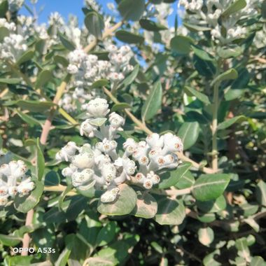 Solerantonio2 en Hamelin: Flora  (Almería), Metrosideros excelsa, Planta
