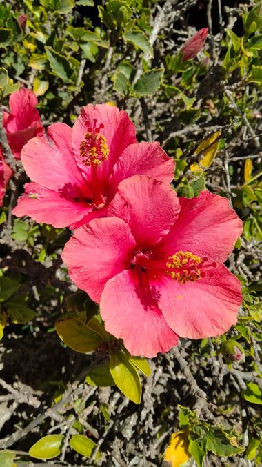 Solerantonio2 en Hamelin: Flora  (Almeria), Planta