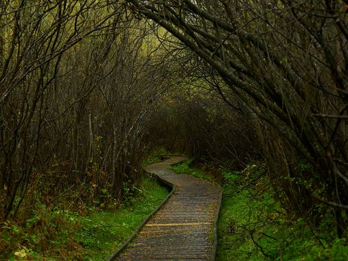 Gracia.noelia en Hamelin: Paisaje  (La Vall de Boí), Camins interminables

#rurales #caminos #naturaleza #montañas 
#bosques 