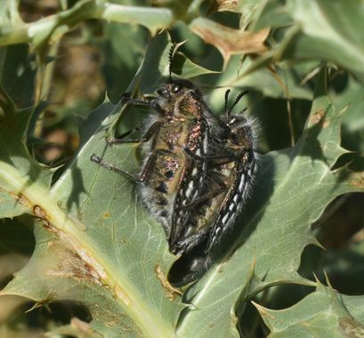 Solerantonio2 en Hamelin: Fauna  (Cabo de Gata), Insecto
