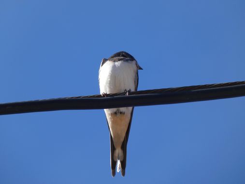 mariale en Hamelin: Fauna, 📸 #marialemdza 
#aves #birds #pajaritos #pájaros 
#ComarcaDeBabia #ProvinciaDeLeón
#Naturaleza #BellezaNatural #Babia  #Montañ...