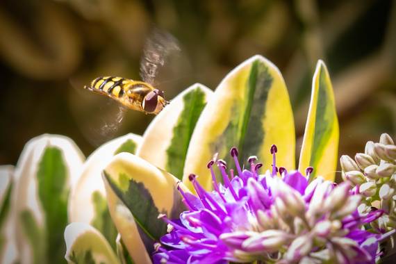 jomartinezfranco en Hamelin: Fauna  (Vegas del Genil), Mosca de las flores, buscando la suya para libar su polen
#mosca #insecto #diptero #macro 