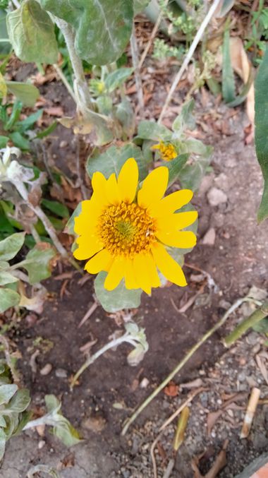 Solerantonio2 en Hamelin: Flora  (Calle Santiago), Planta de girasol