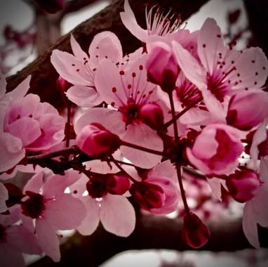 Sayurigion en Hamelin: Flora 