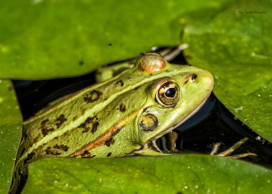 Fco. Javier González en Hamelin: Fauna  (Pereiró)