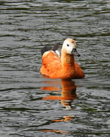Georginaag en Hamelin: Fauna  (Puigcerdà), Tadorna ferruginea (Pallas, 1764), #duck #fauna 