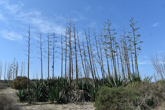 Solerantonio2 en Hamelin: Paisaje  (El Pocico), Pitas en el paisaje