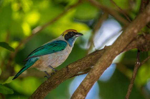 Camiloacca94 en Hamelin: Fauna  (Sabanalarga), Tangara vitriolina (Cabanis, 1850), Una hermosa tangara rastrojera,
#aves #avistamientodeaves #ave #naturale...