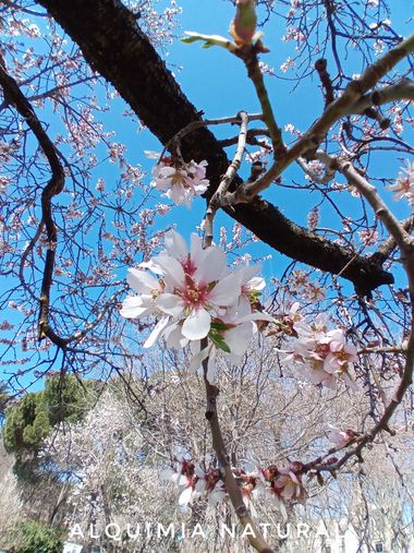 Alquimia Natural en Hamelin: Flora  (Madrid), Prunus dulcis, #invierno2023 #primavera2023 #marzo2023 