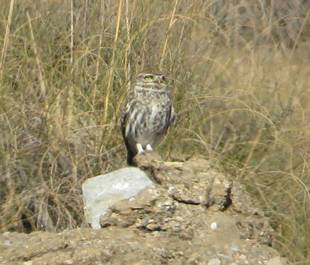 Solerantonio2 en Hamelin: Fauna  (Almería), Athene noctua (Scopoli, 1769), Mochuelo comun