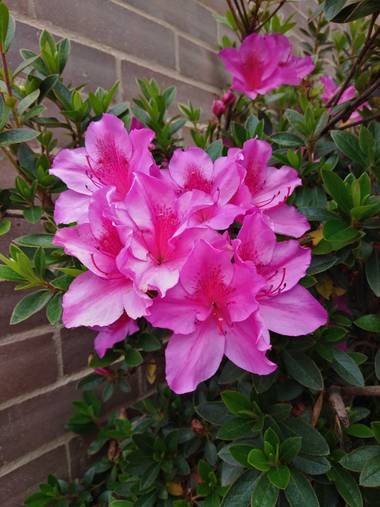 Beth.stalhuth en Hamelin: Flora  (Tunja), Este hermoso ramillete amo estás flores. #flora #Rosadas #BellezaNatural