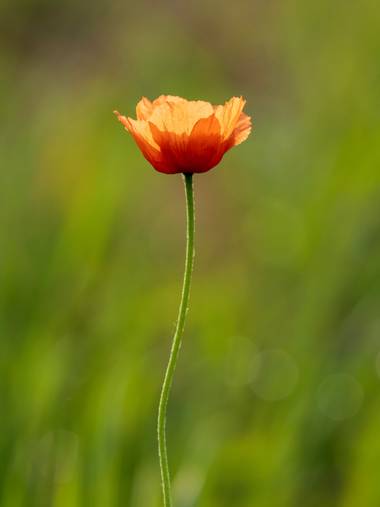 Antonio Jesús Palma Aranda en Hamelin: Flora  (Lora del Río), Papaver dubium, Amapola

📷 #omdem1iii
🔵 #olympus100400mm
💡 #naturallight

🎞️ F10 - 1/200 ...