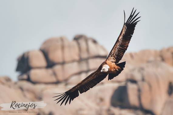 Sergio Santos Gil en Hamelin: Fauna  (Manzanares el Real), Gyps fulvus (Hablizl, 1783), #rocinejos #buitre #buitreleonado #vulture #ornitology #ornitologia...