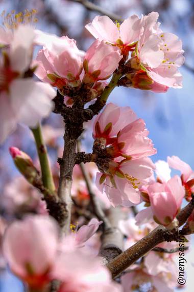 Piluki1982 en Hamelin: Flora  (Valdelaguna), Prunus dulcis