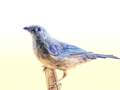 Marcos Valero Espinal  en Hamelin: Fauna  (Caracas), #aves #bird 