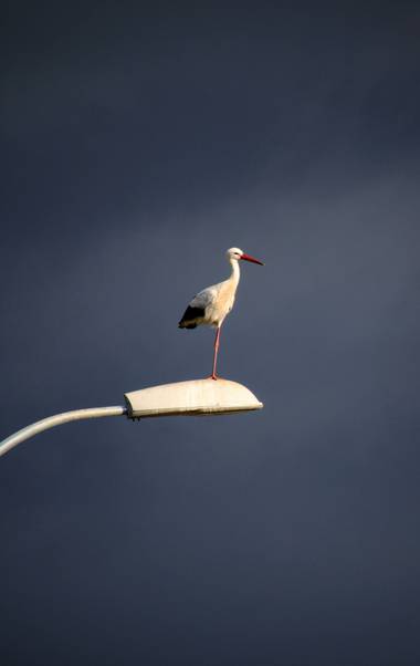 Rafael Alarcón Guerrero  en Hamelin: Fauna  (Alcalá de Henares), Ciconia ciconia (Linnaeus, 1758), #aves21 #cigüeña #alcaladehenares #fauna #aves #birdspho...