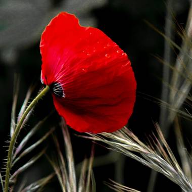 Mistela17 en Hamelin: Flora  (Palencia), Papaver rhoeas, #flora21