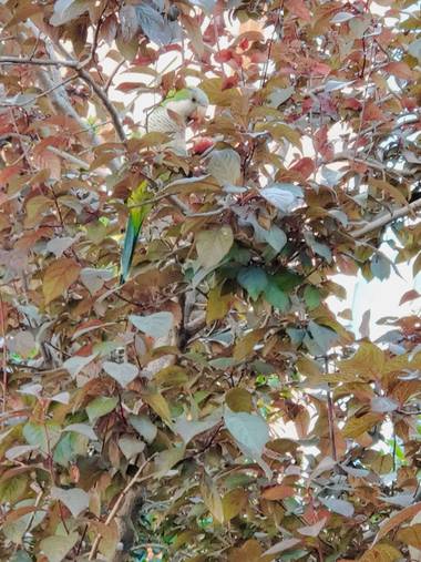 phacher en Hamelin: Fauna, #periquito #madrid