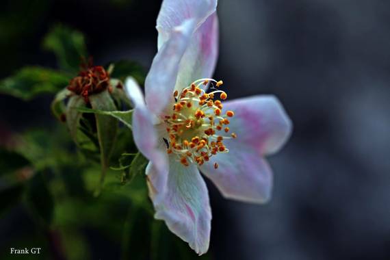 Frankgt48 en Hamelin: Flora  (Pedraza), Rosa canina, #flores #macro 
