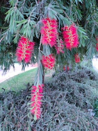 Solerantonio2 en Hamelin: Flora  (Almería), Callistemon viminalis, Más flores en el parque