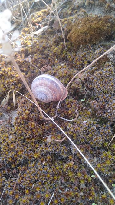 Solerantonio2 en Hamelin: Fauna  (Metropolialdea / Área Metropolitana), Caracol